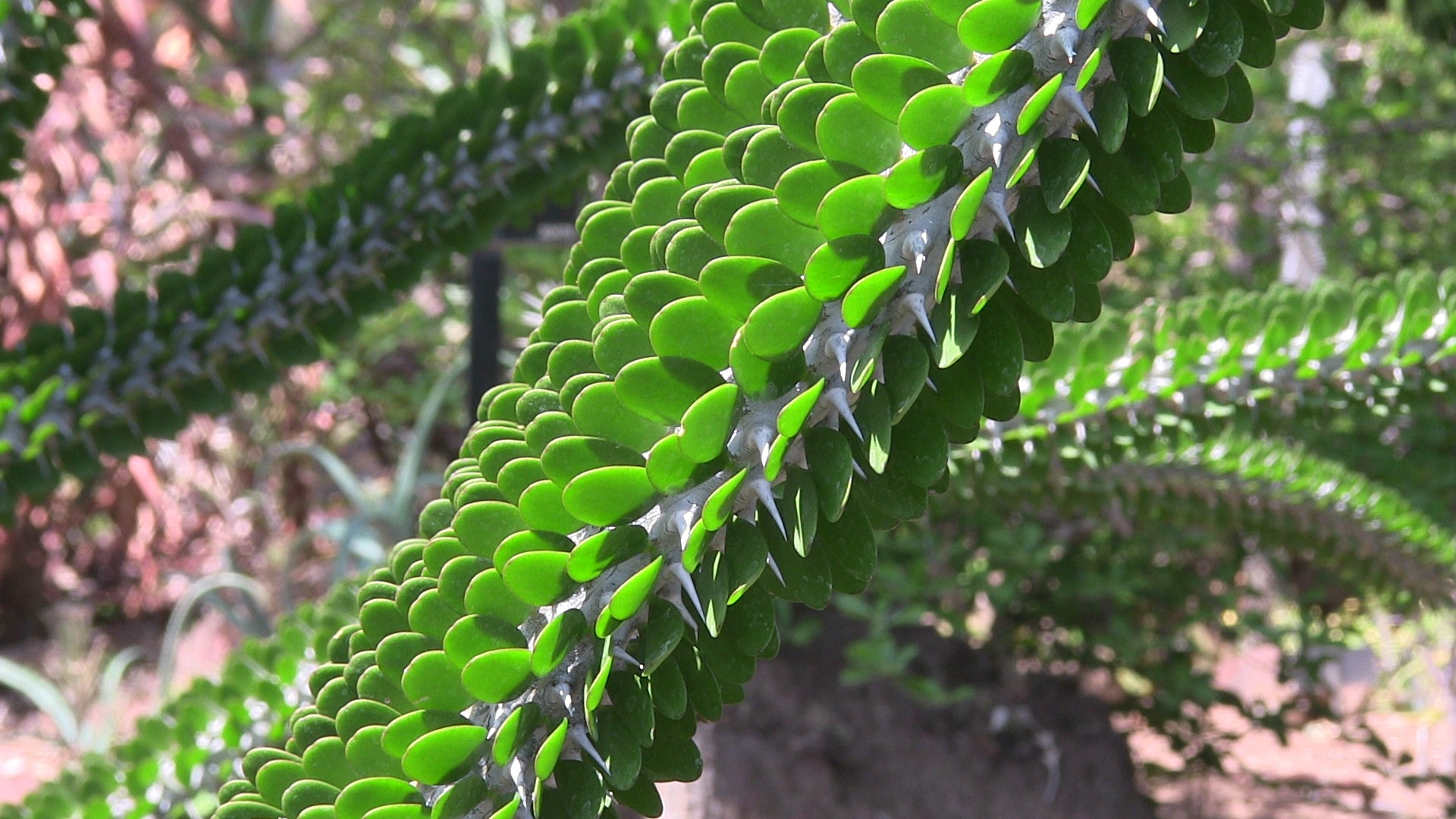 green branch succulent free photo