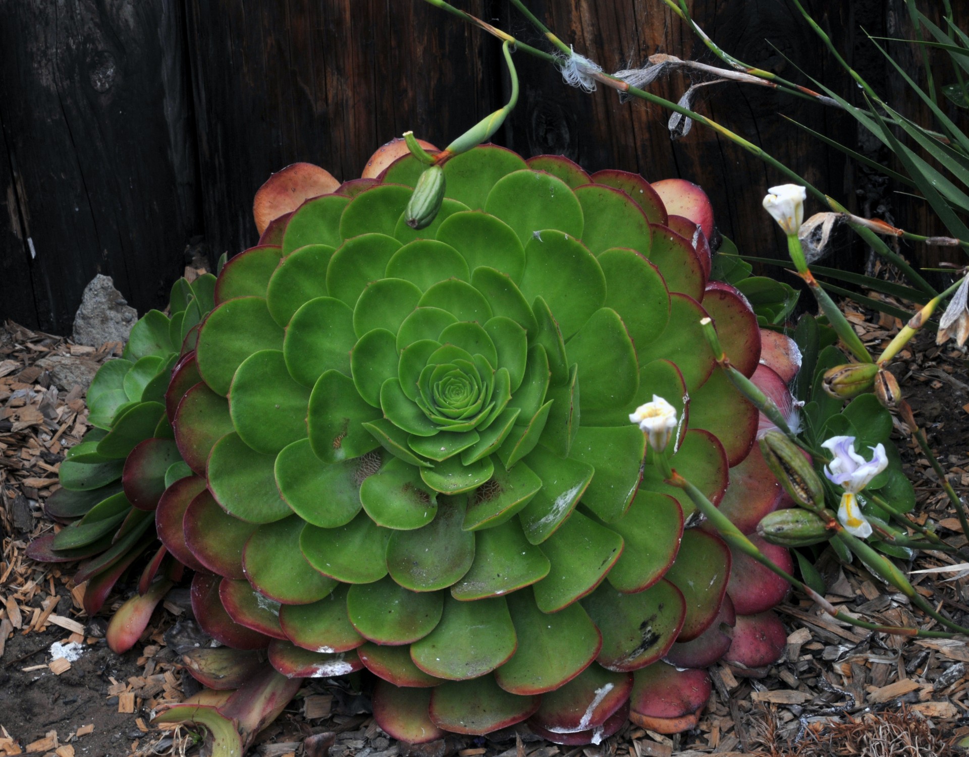 succulent green plant free photo