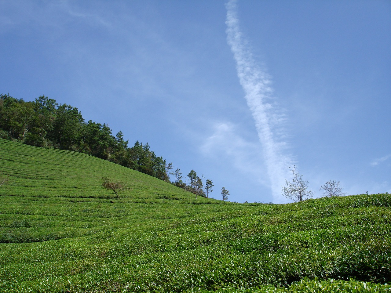 green tea plantation cloud serenity free photo