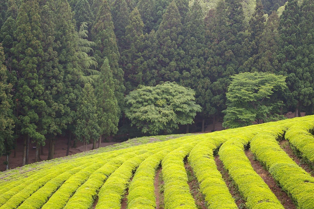 green tea plantation tea nature free photo