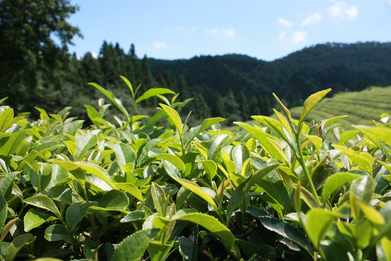 green tea plantation plants landscape free photo
