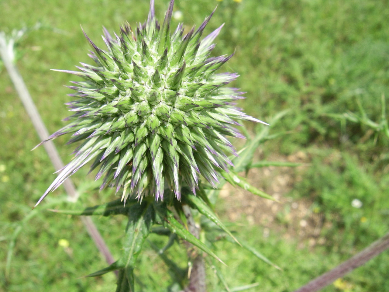 green thistle green thistle free photo