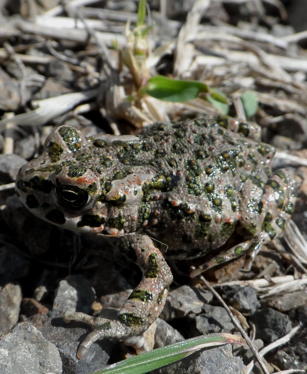 green toad frog pond free photo