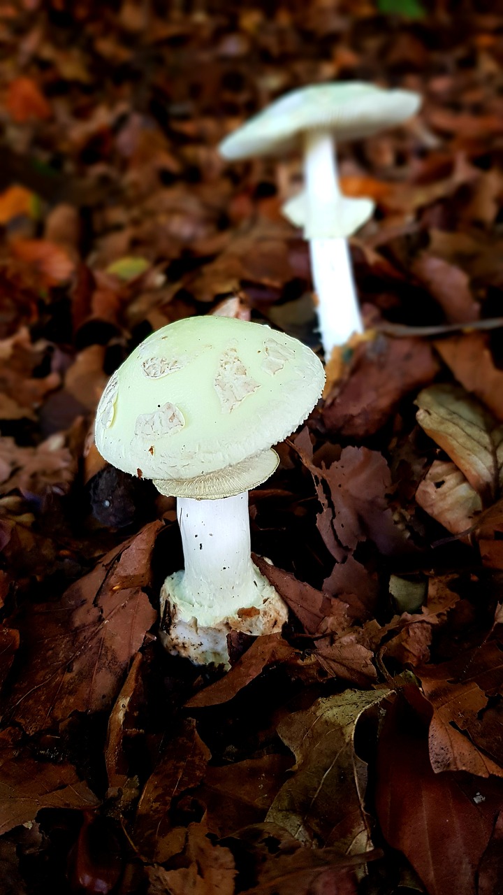 green toadstool  fatal  toxic free photo