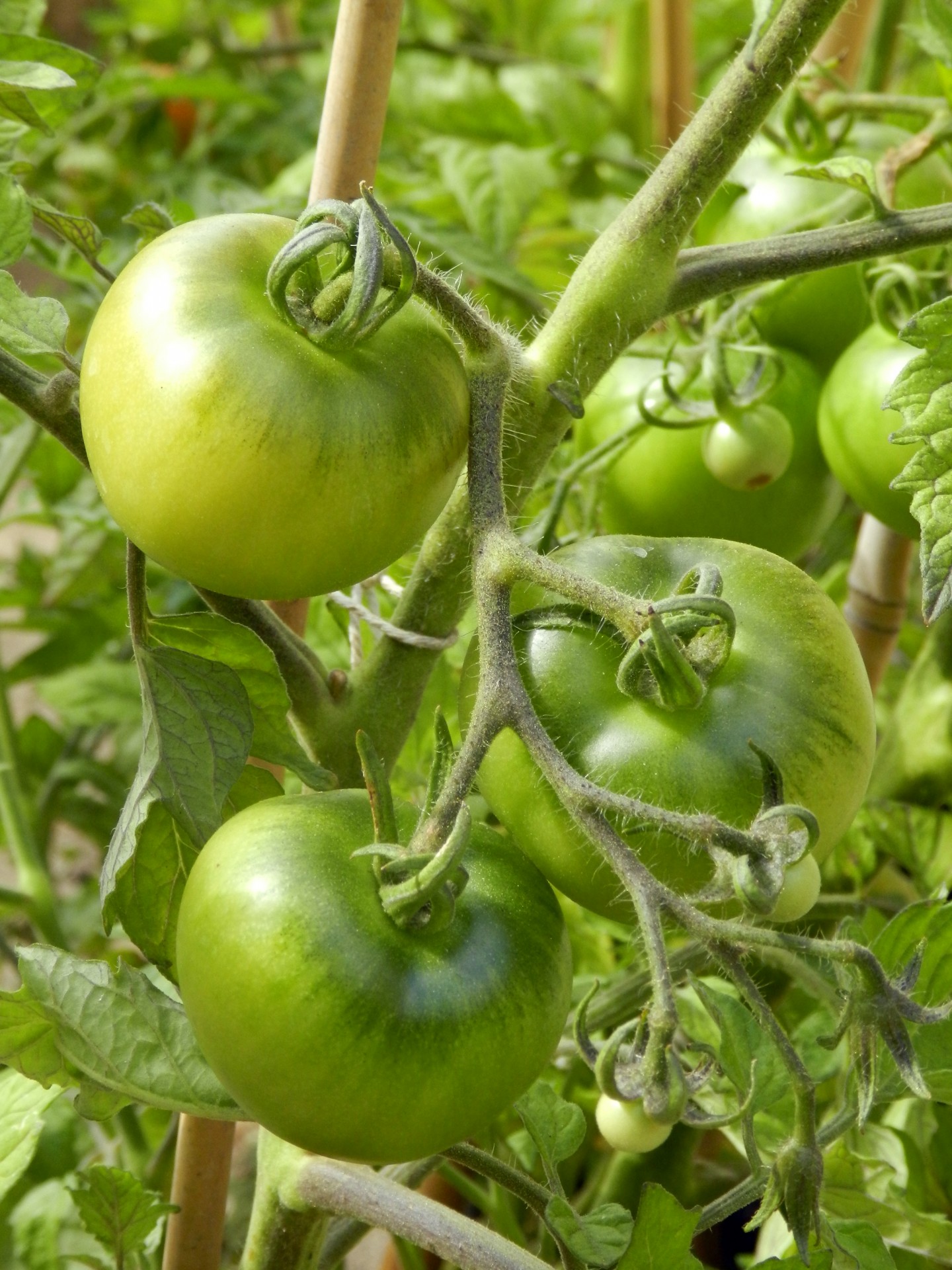 tomato green plant free photo