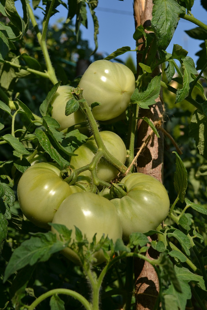 green tomatoes tomatoes vegetables free photo