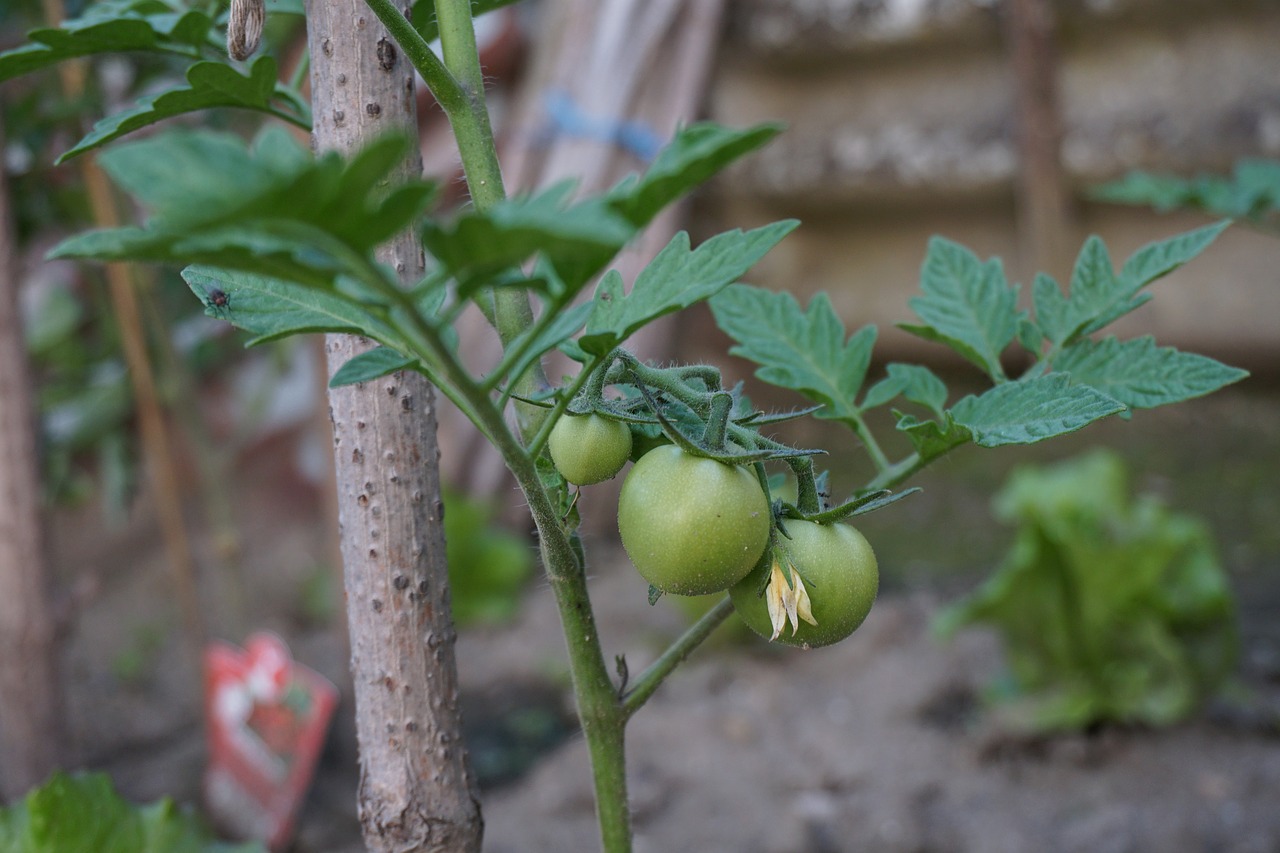 green tomatoes  tomatoes  seedling tomato free photo