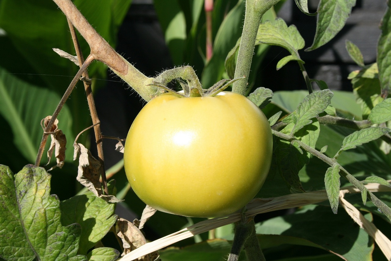 green tomatoes  garden  food free photo