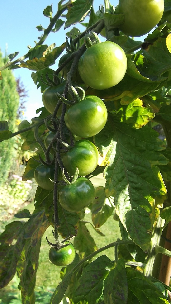 green tomatoes sun allotment free photo