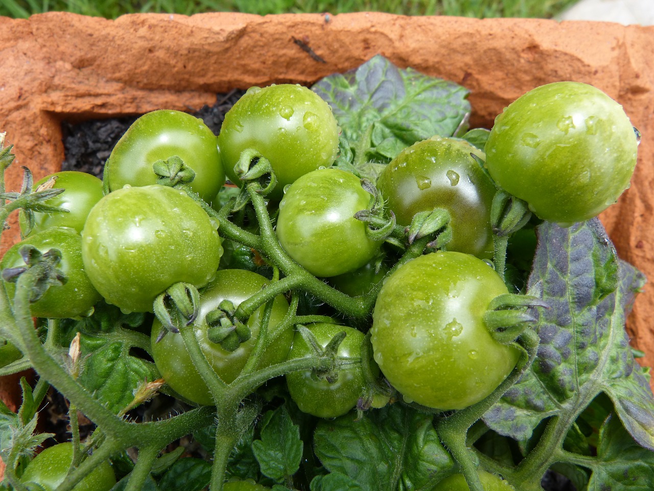 green tomatoes balcony tomatoes green crops free photo