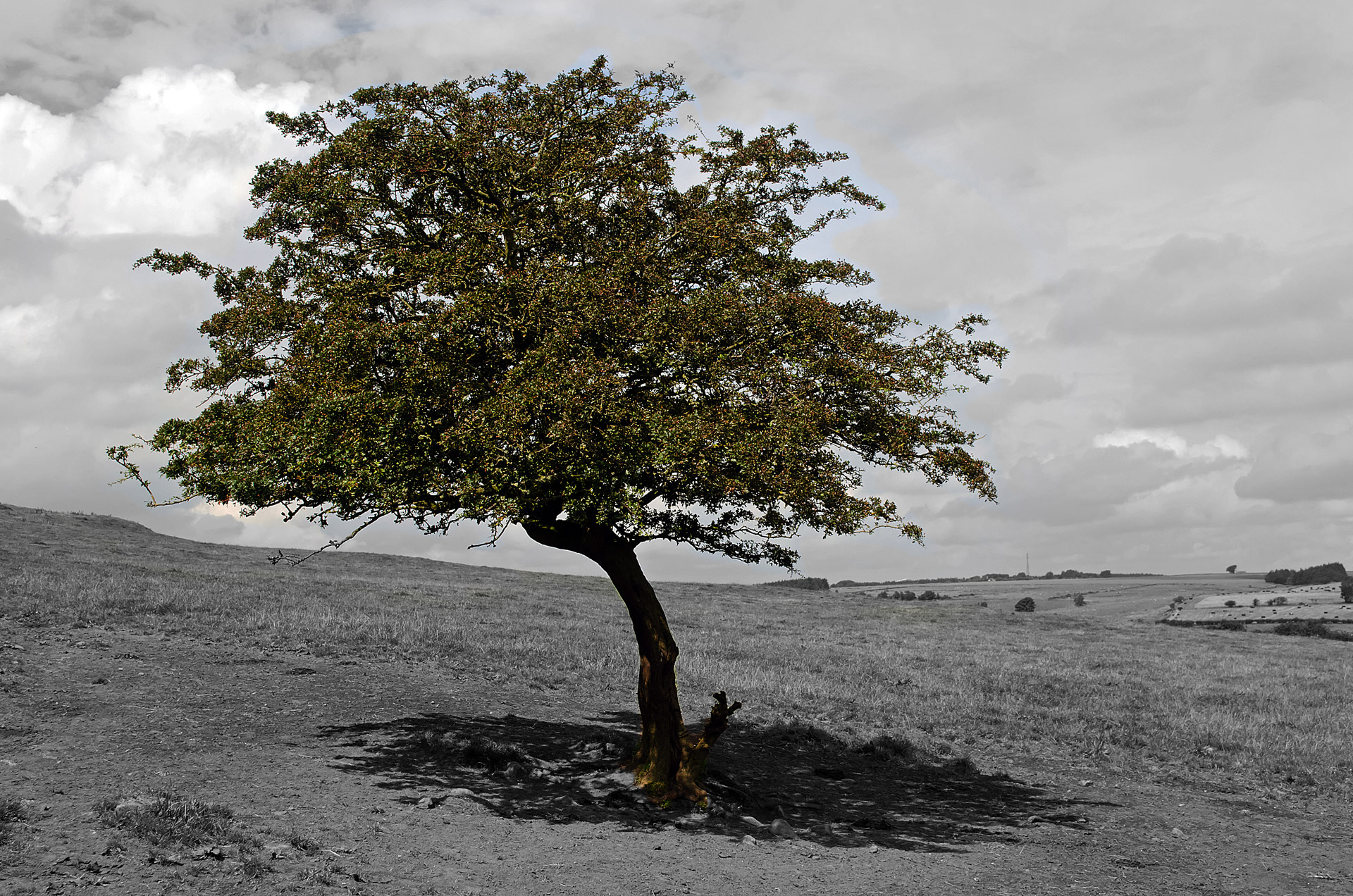 green tree season free photo