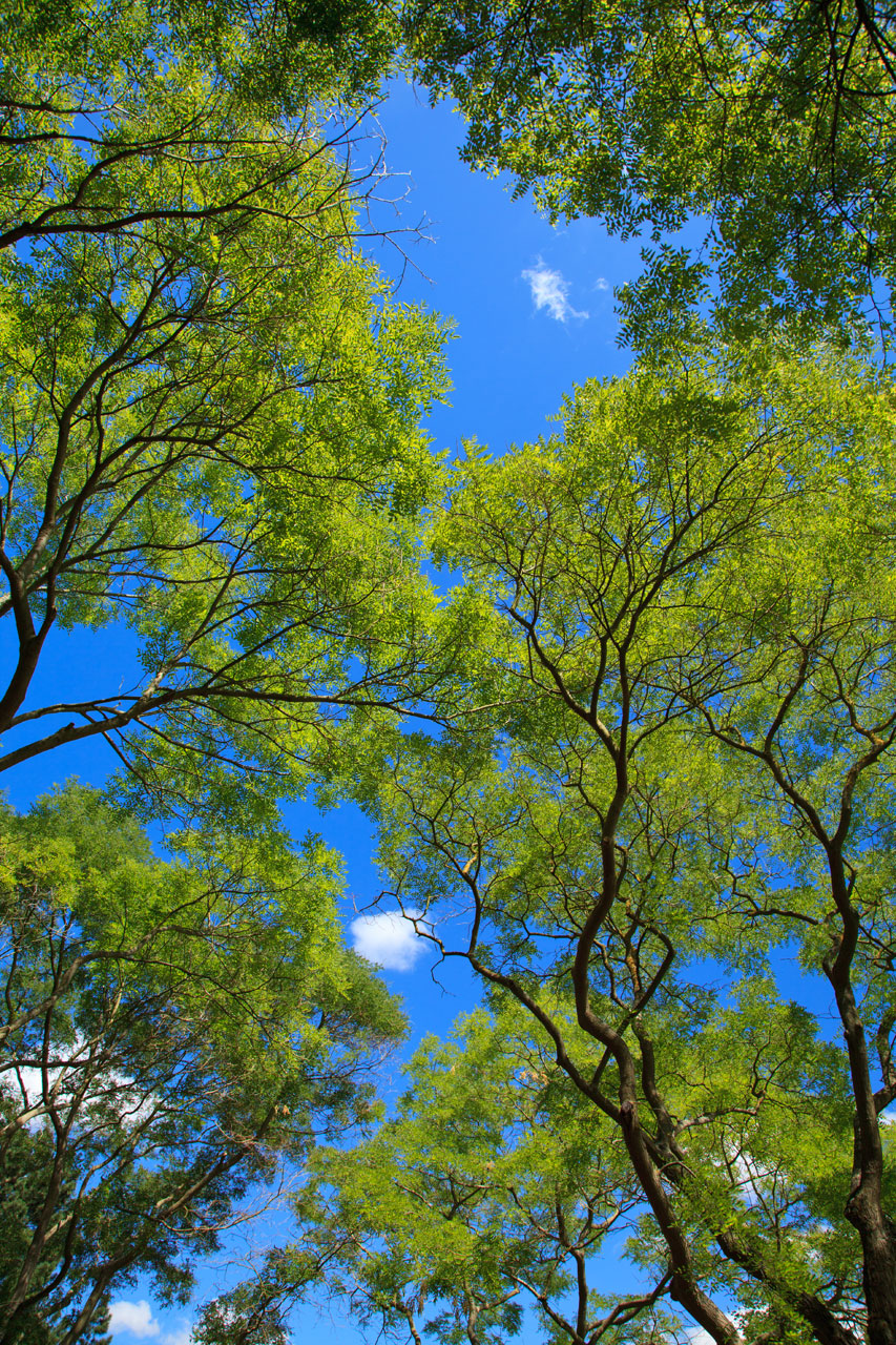 background blue branch free photo