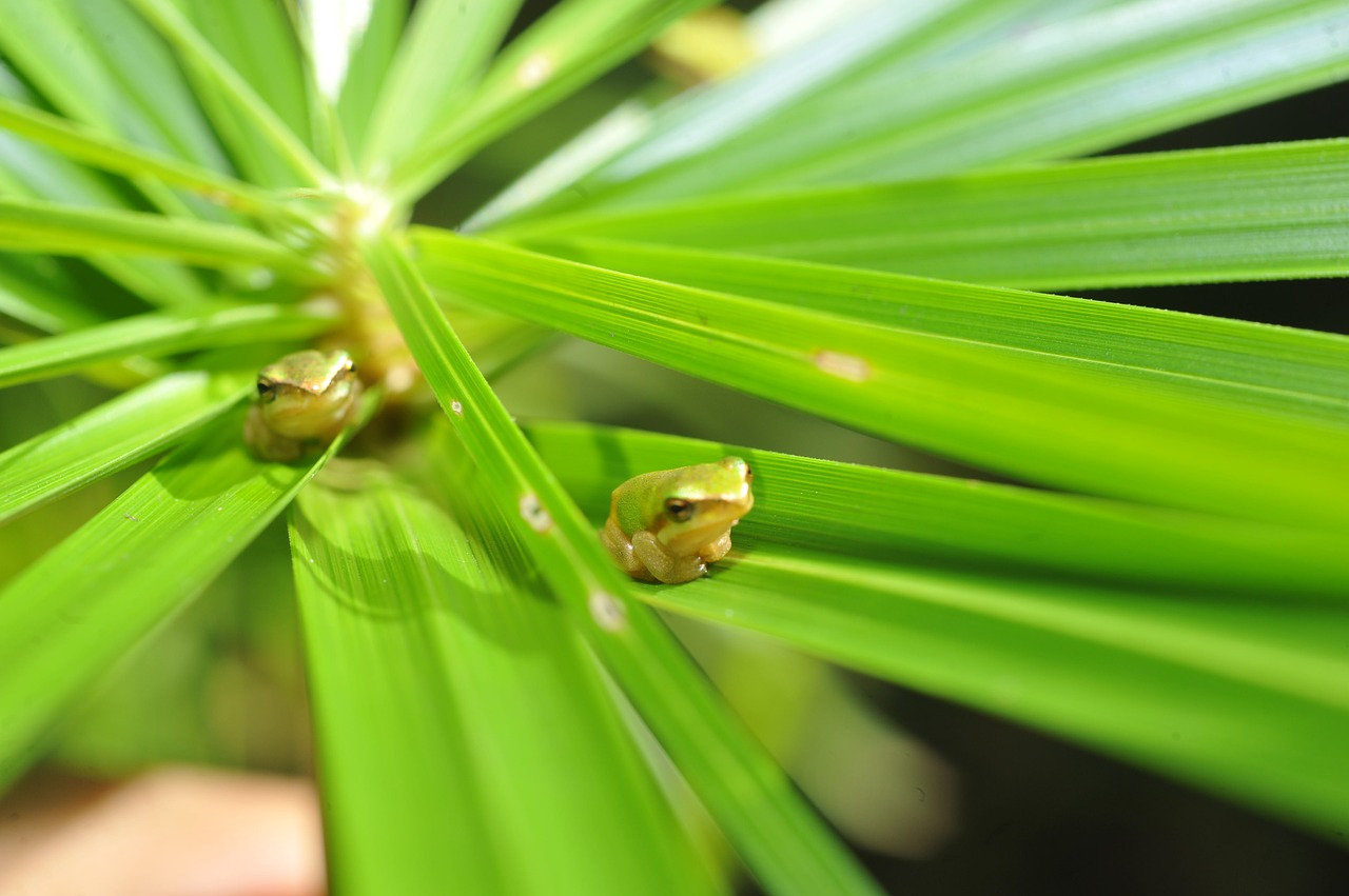 green tree frog small green frog in palm frond green frog in palm frond free photo