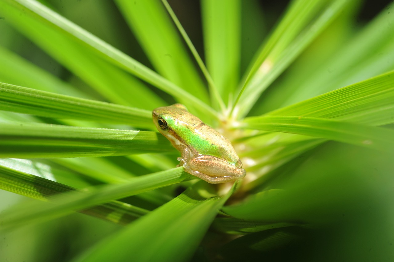 green tree frog small green frog in palm frond green frog in palm frond free photo