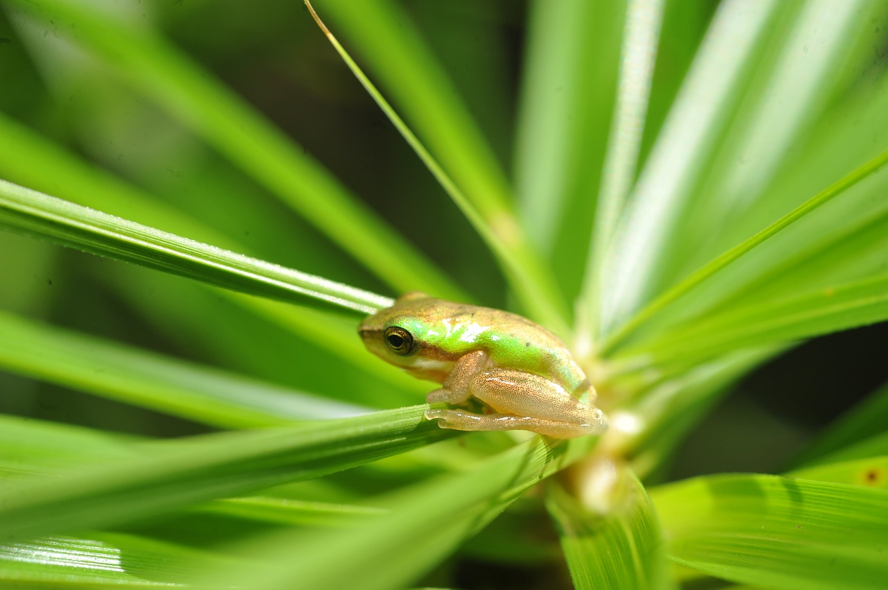 green tree frog small green frog in palm frond green frog in palm frond free photo