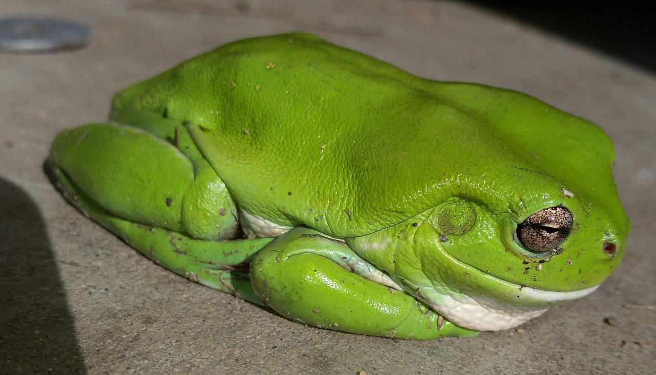green tree frog frog australian frog free photo