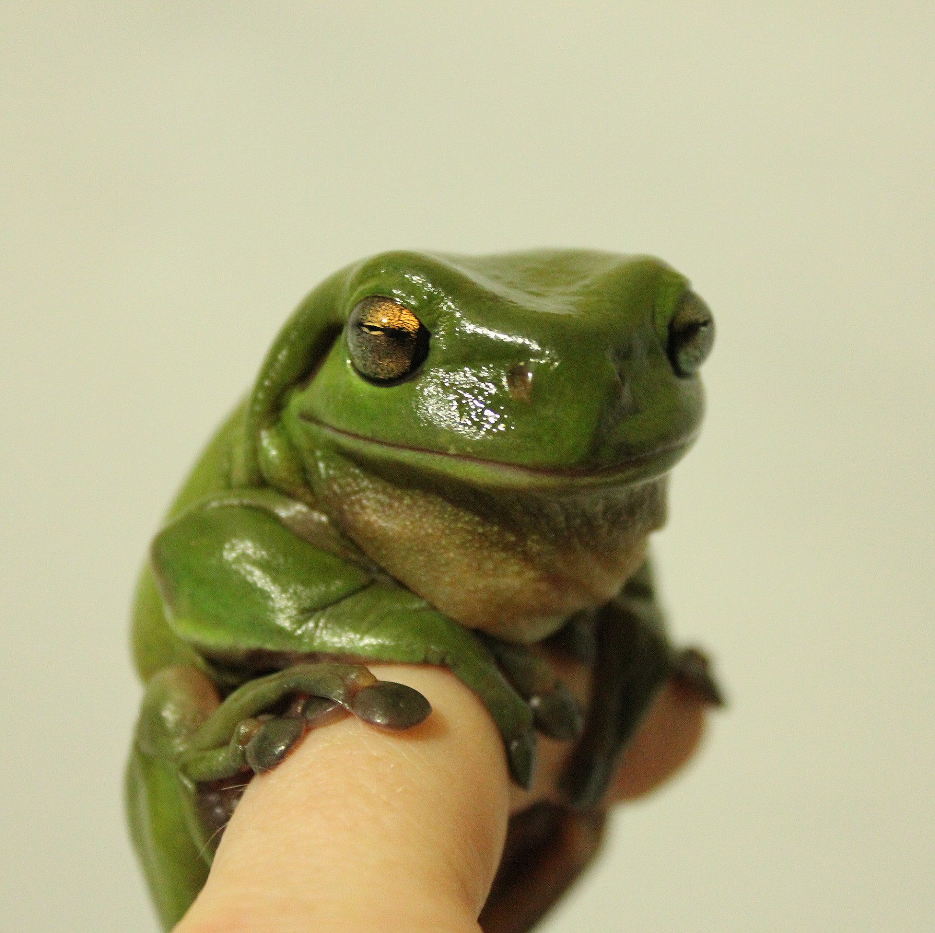 frog green tree frog free photo