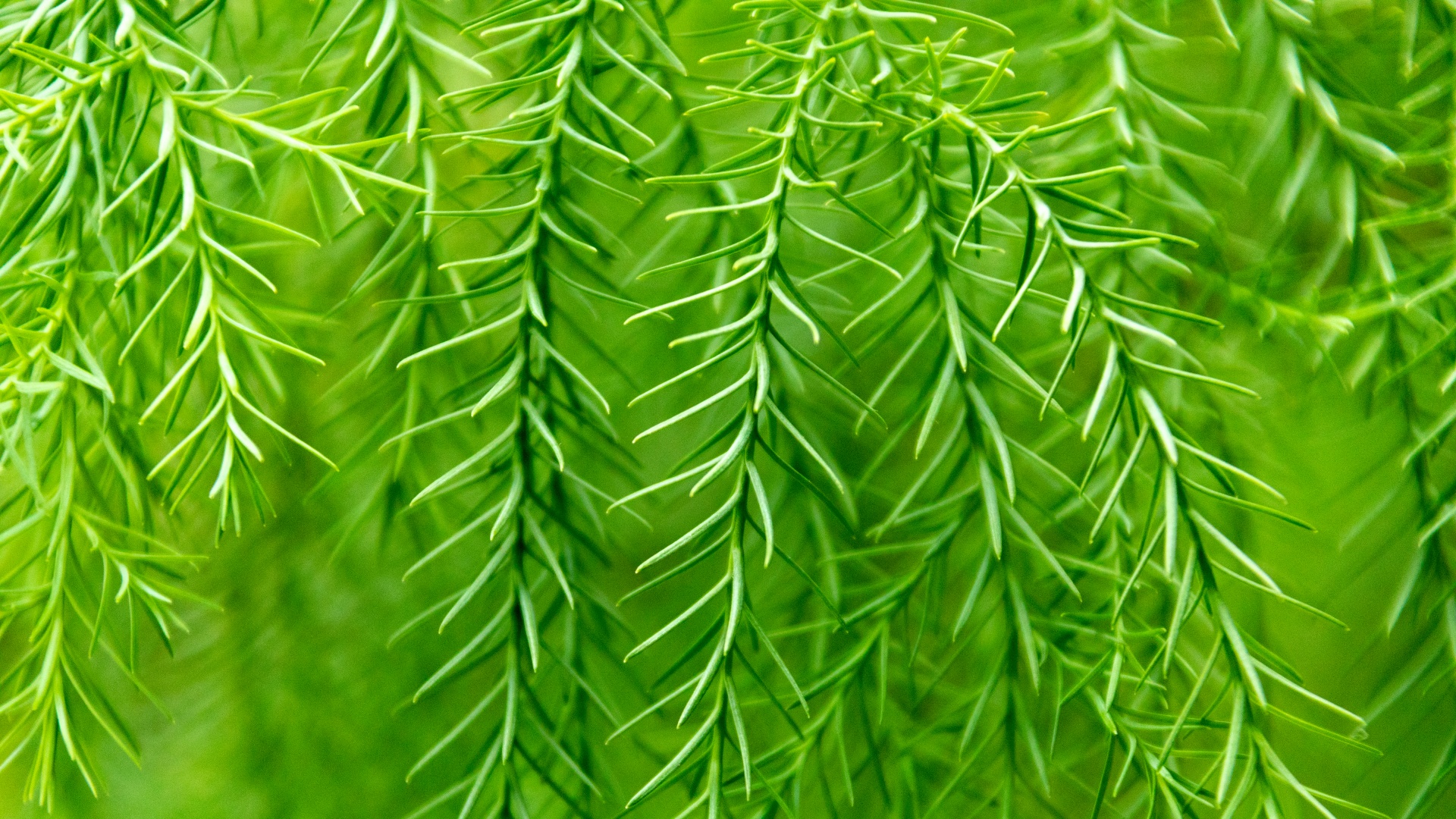 background branch closeup free photo