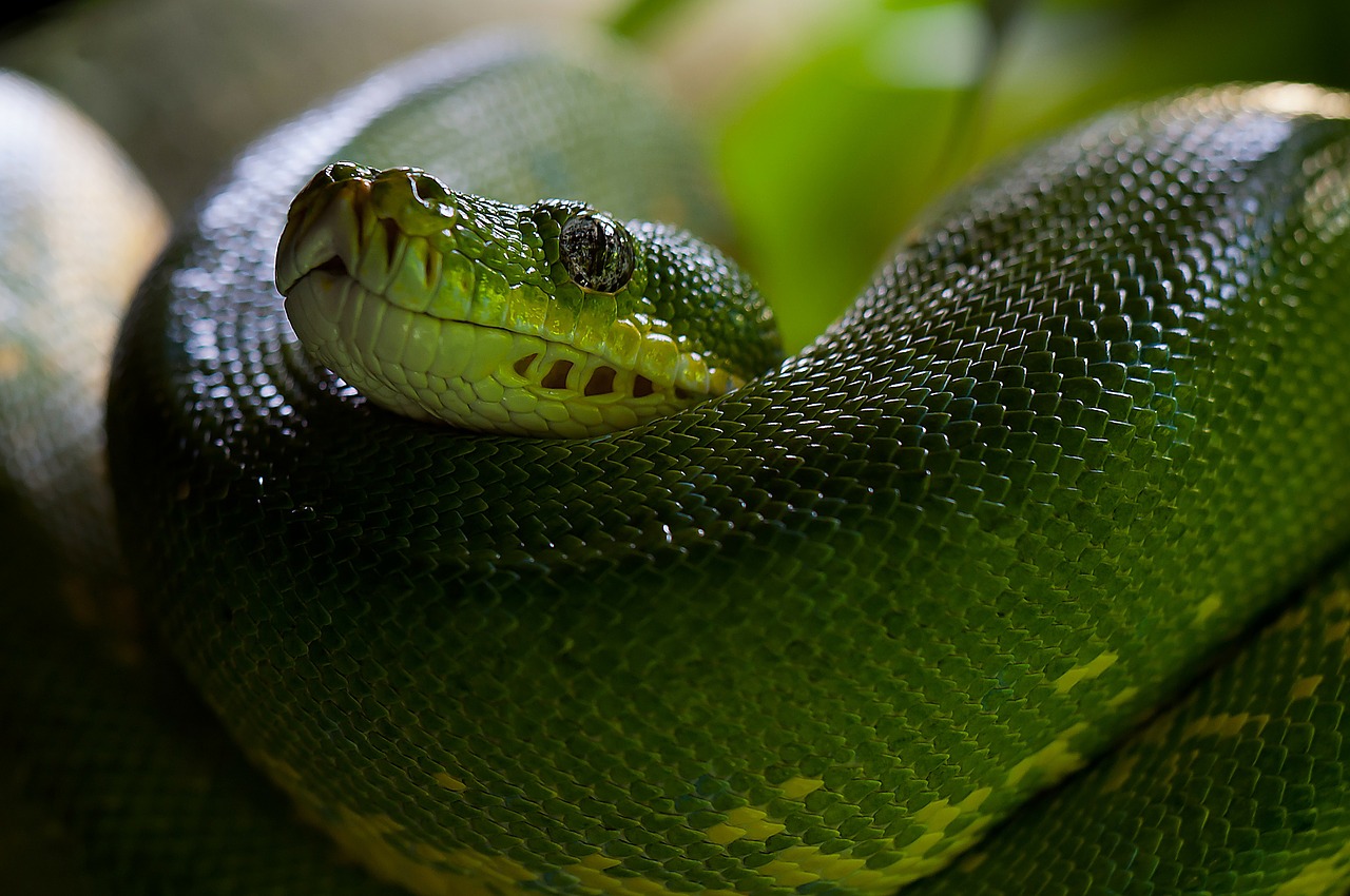 green tree python snake python free photo