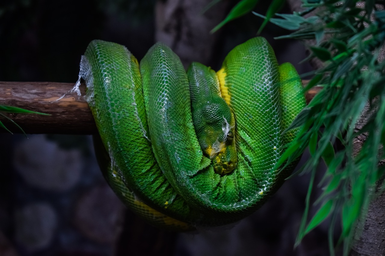 green tree python  snake  animal free photo