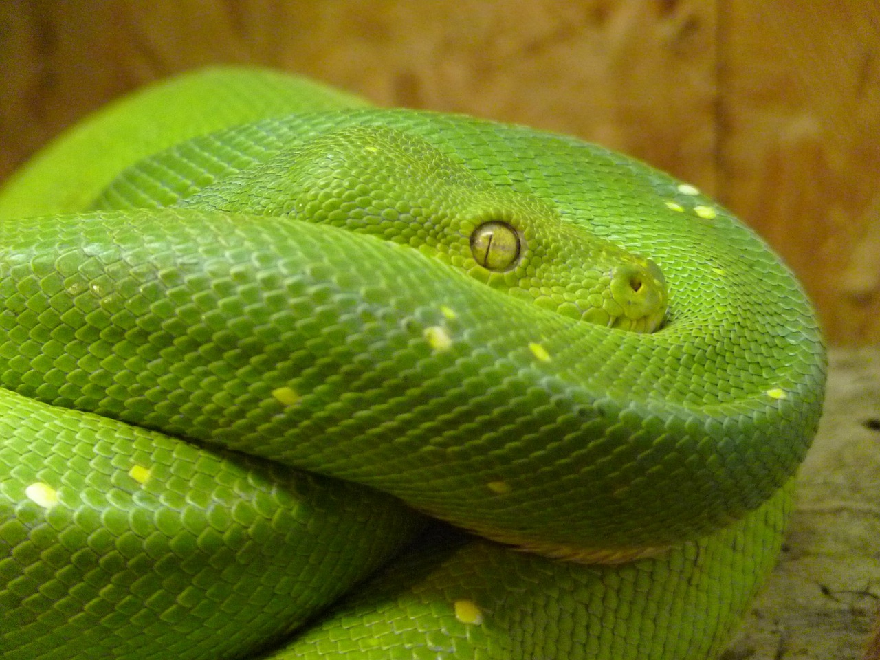green tree python morelia viridis snake free photo