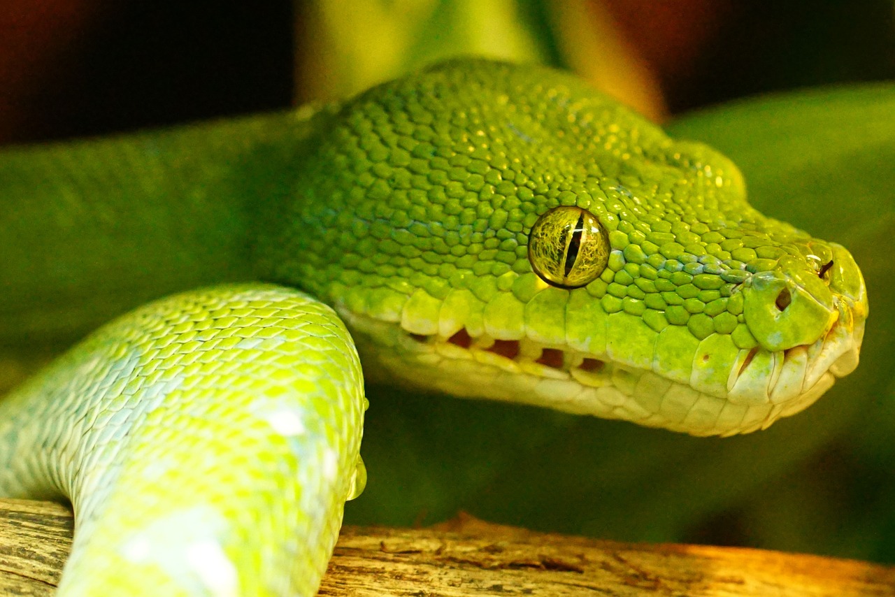 green tree python snake non toxic free photo