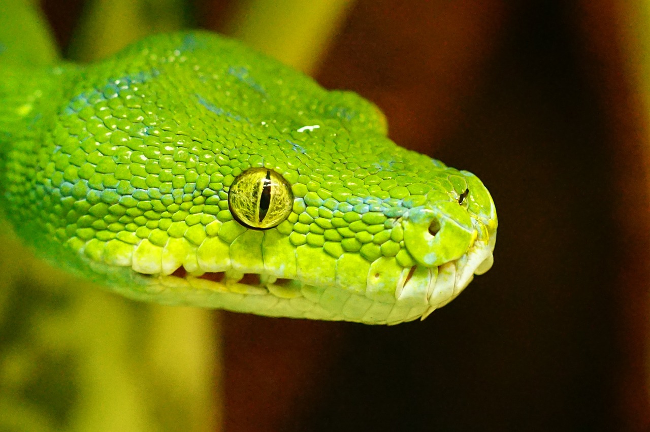 green tree python snake non toxic free photo