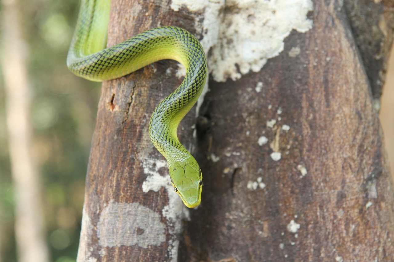 green tree snake  thailand  snake free photo