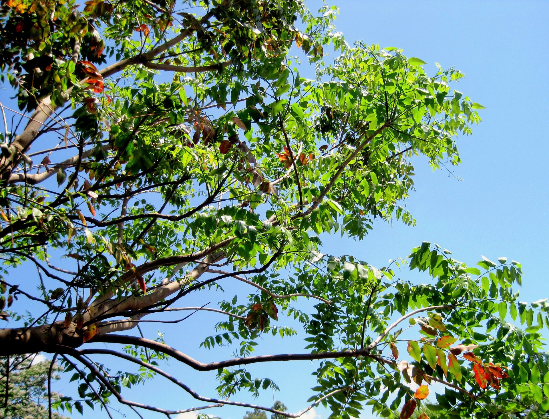 tree leaves foliage free photo