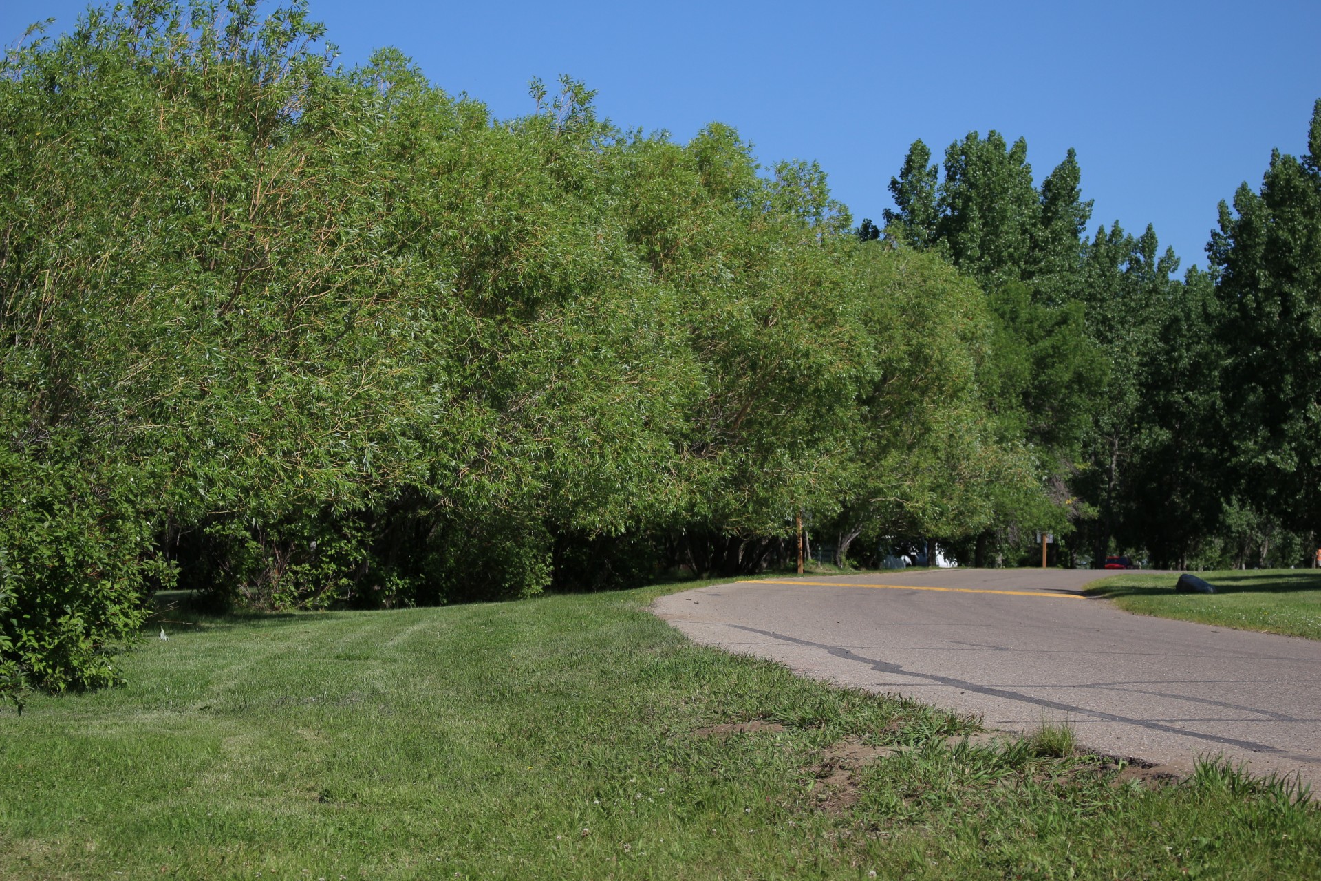 green trees park free photo