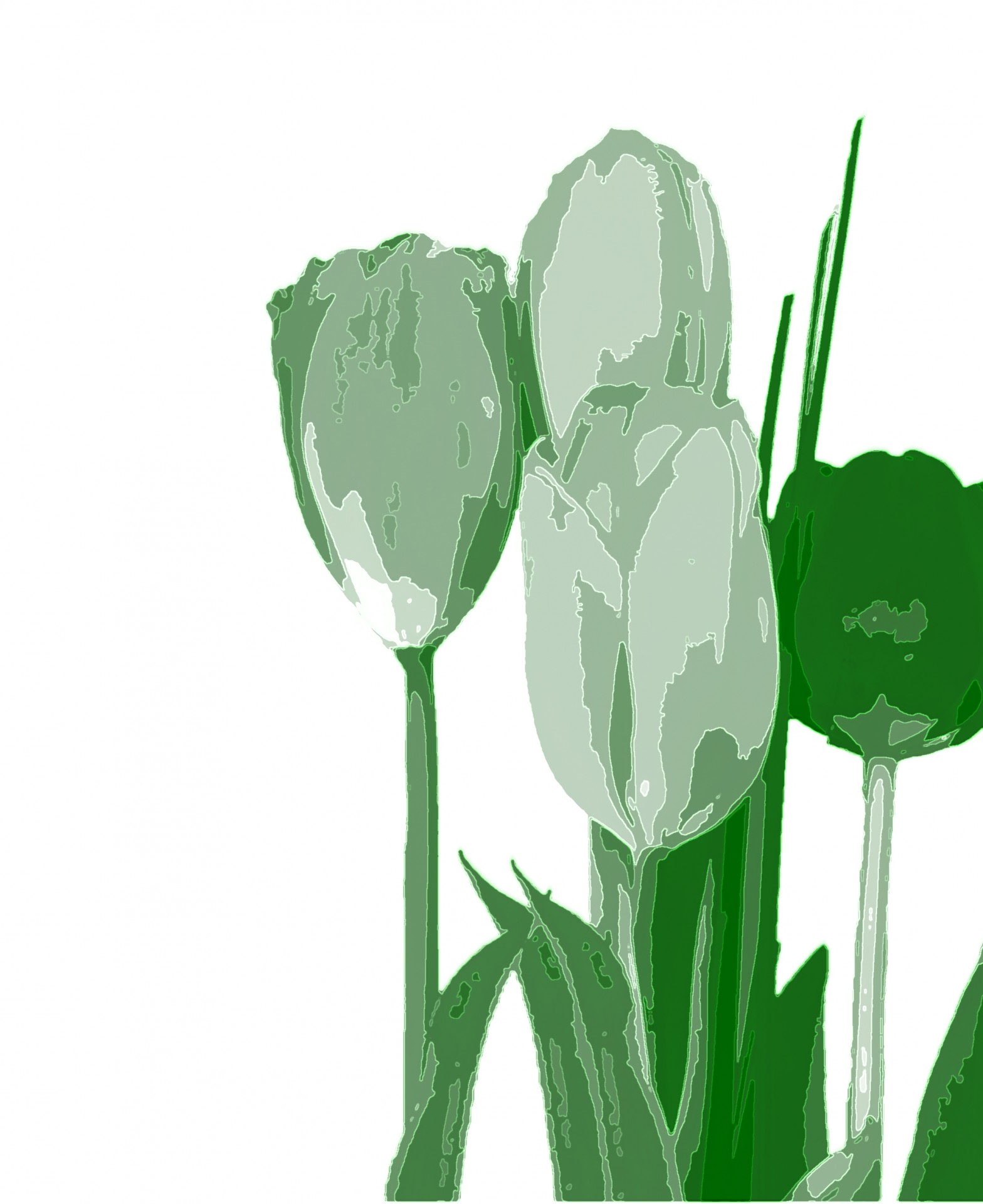 green tulip illustration free photo