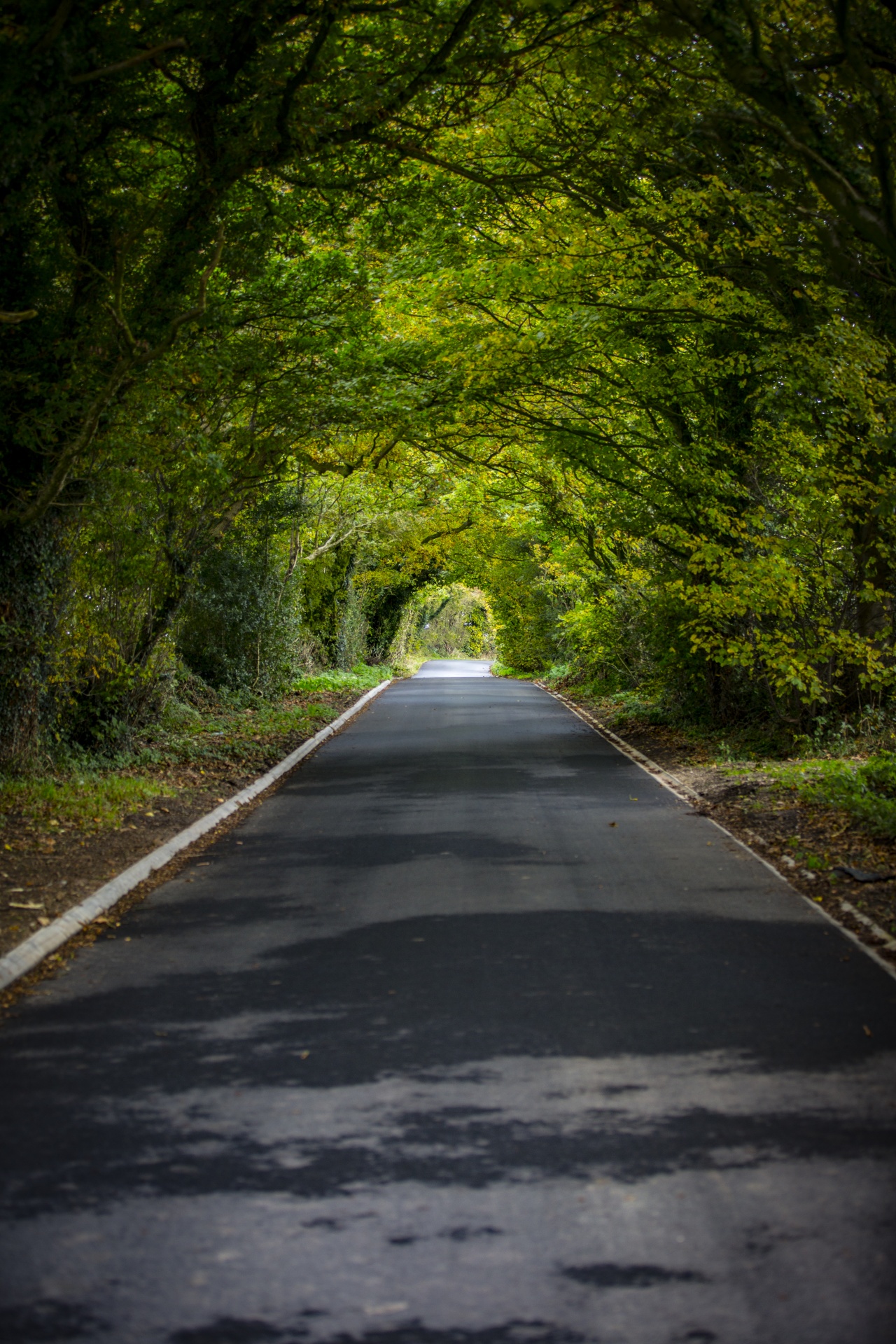 Road Tree Forward Park Green Free Image From Needpix Com