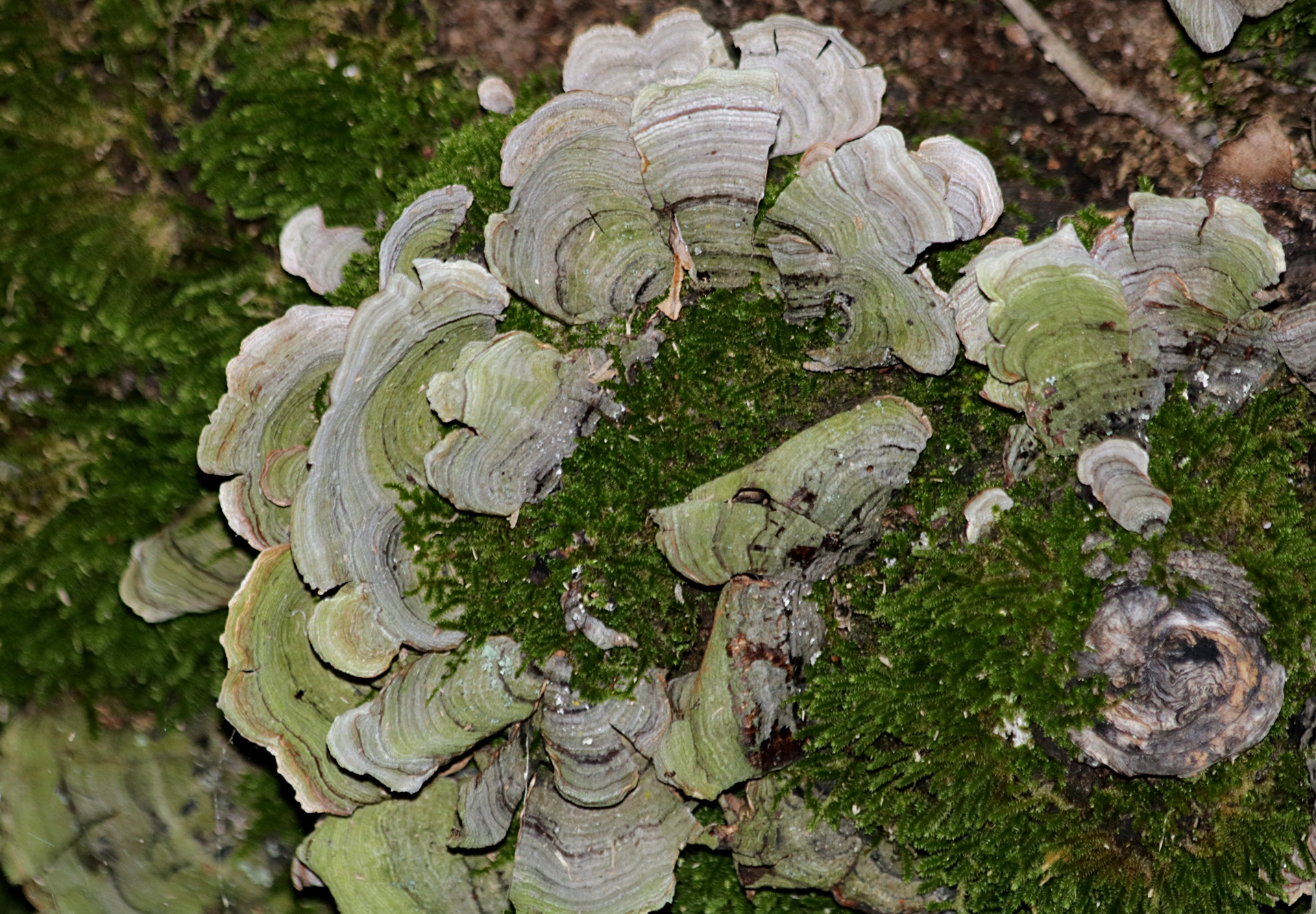 nature fungi fungus free photo