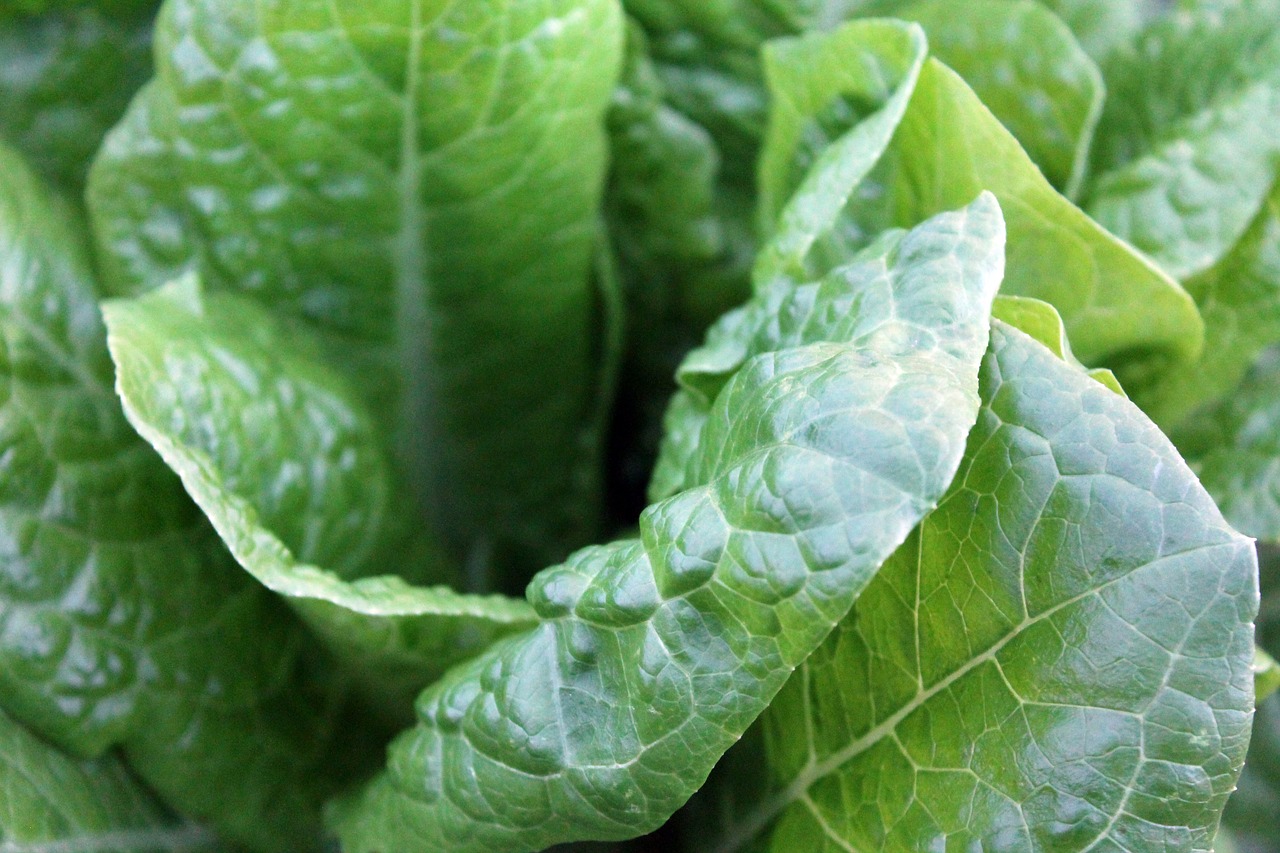 green vegetables spinach healthy free photo