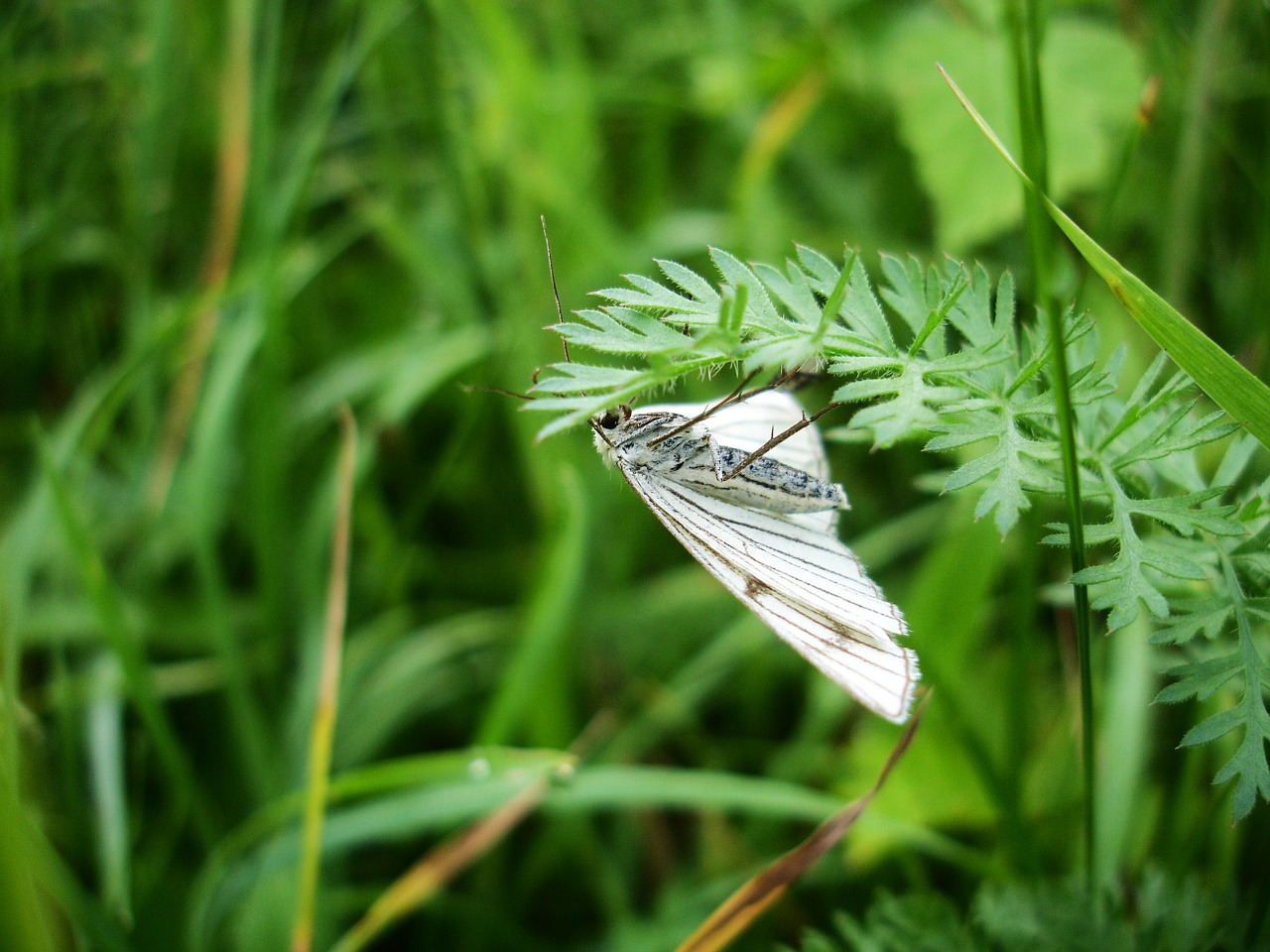 green veined white meadow butterfly free photo