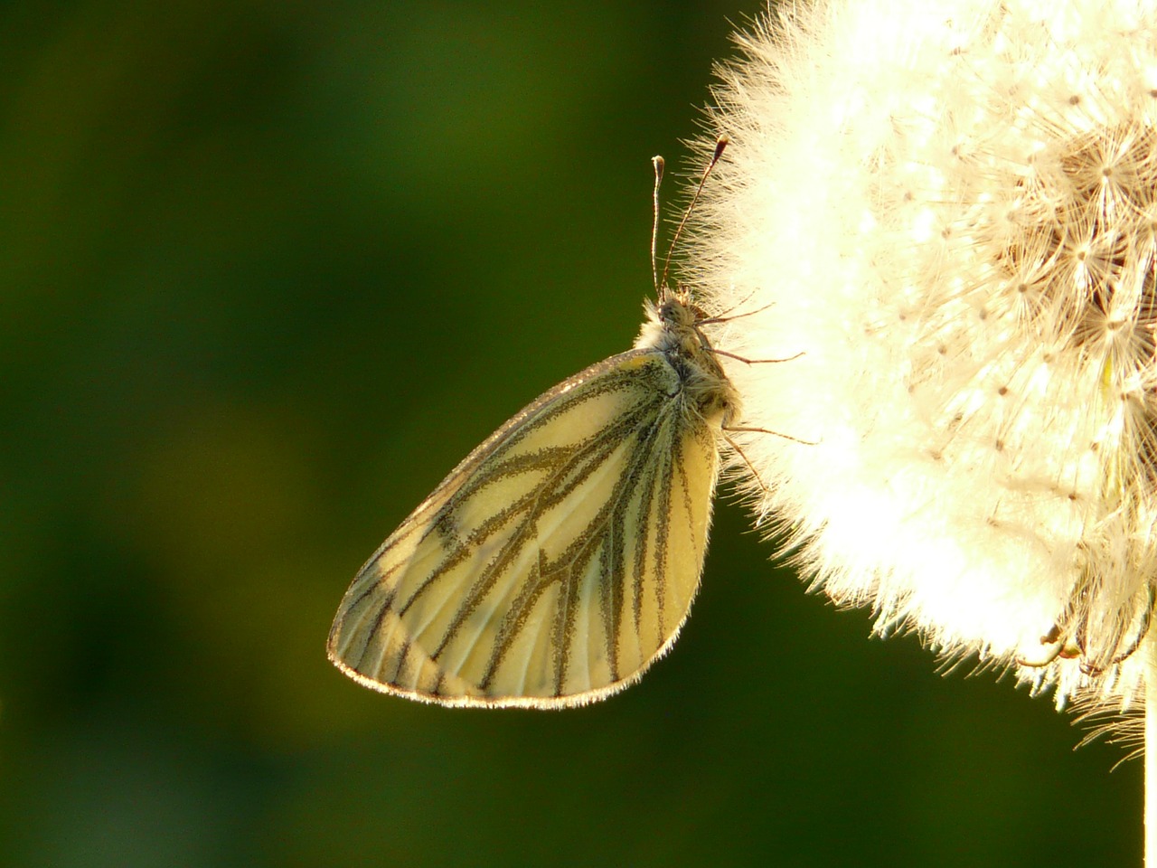green veined white white ling butterfly free photo