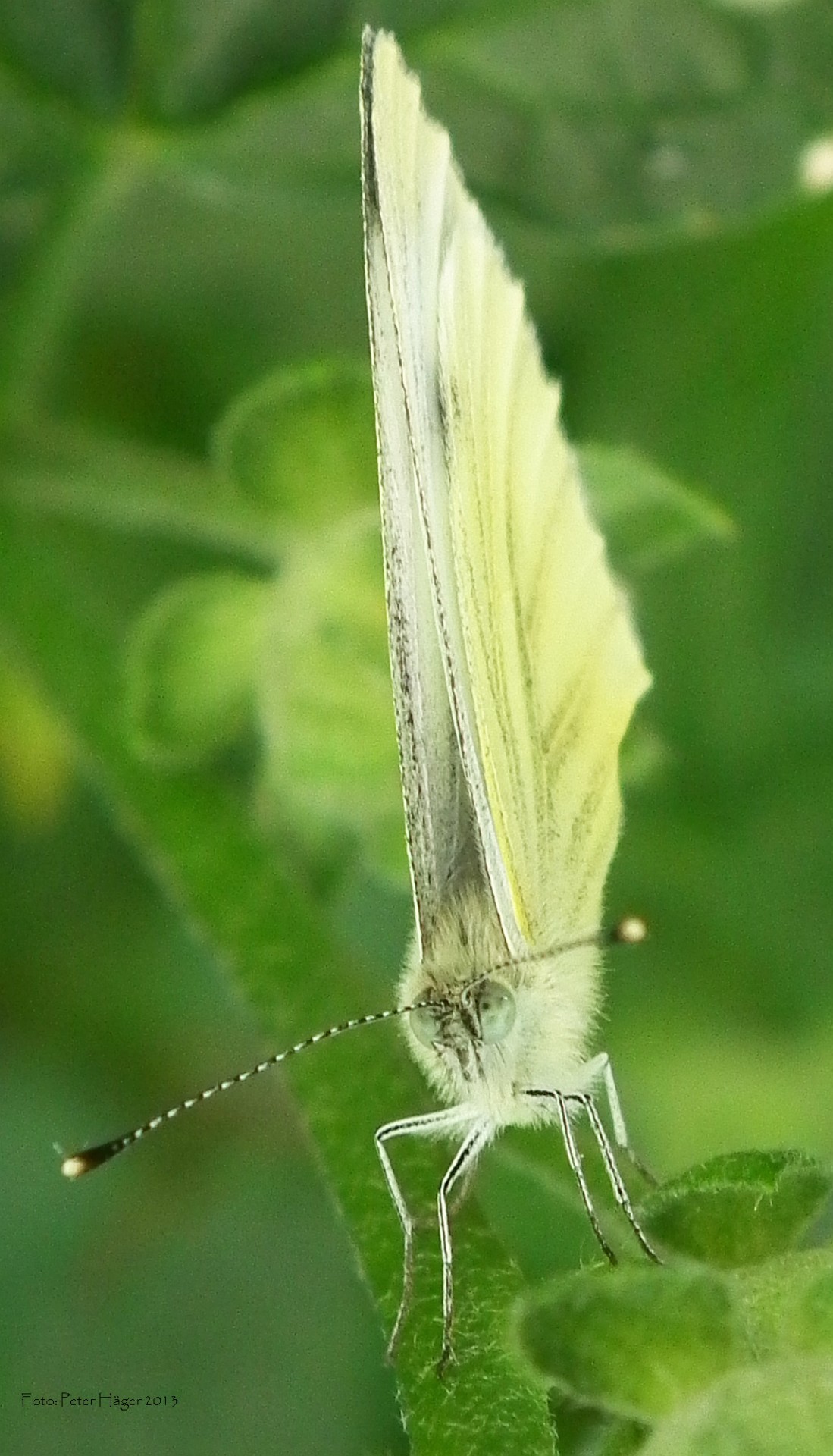 butterfly butterflies green-veined white free photo