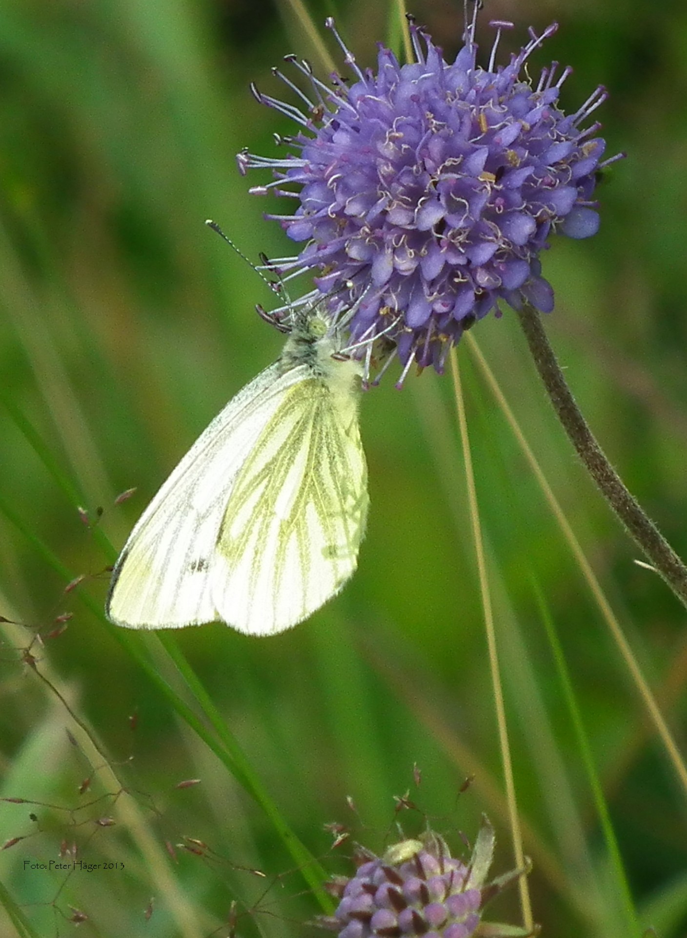 butterfly butterflies green-veined white free photo