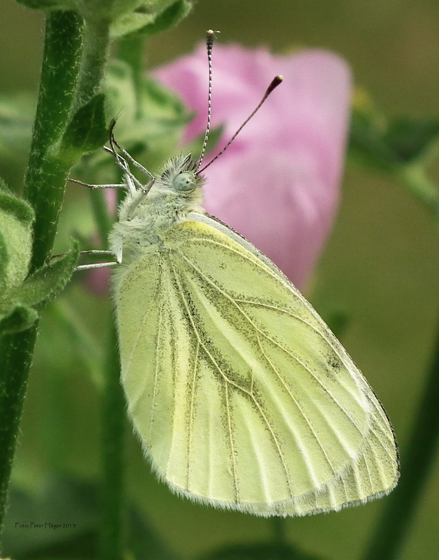 butterfly butterflies green-veined white free photo