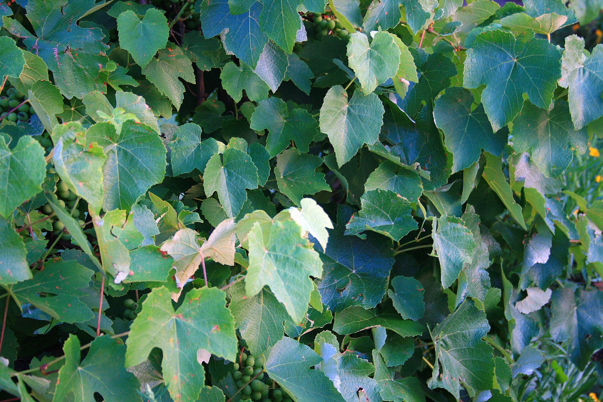 leaves green background free photo