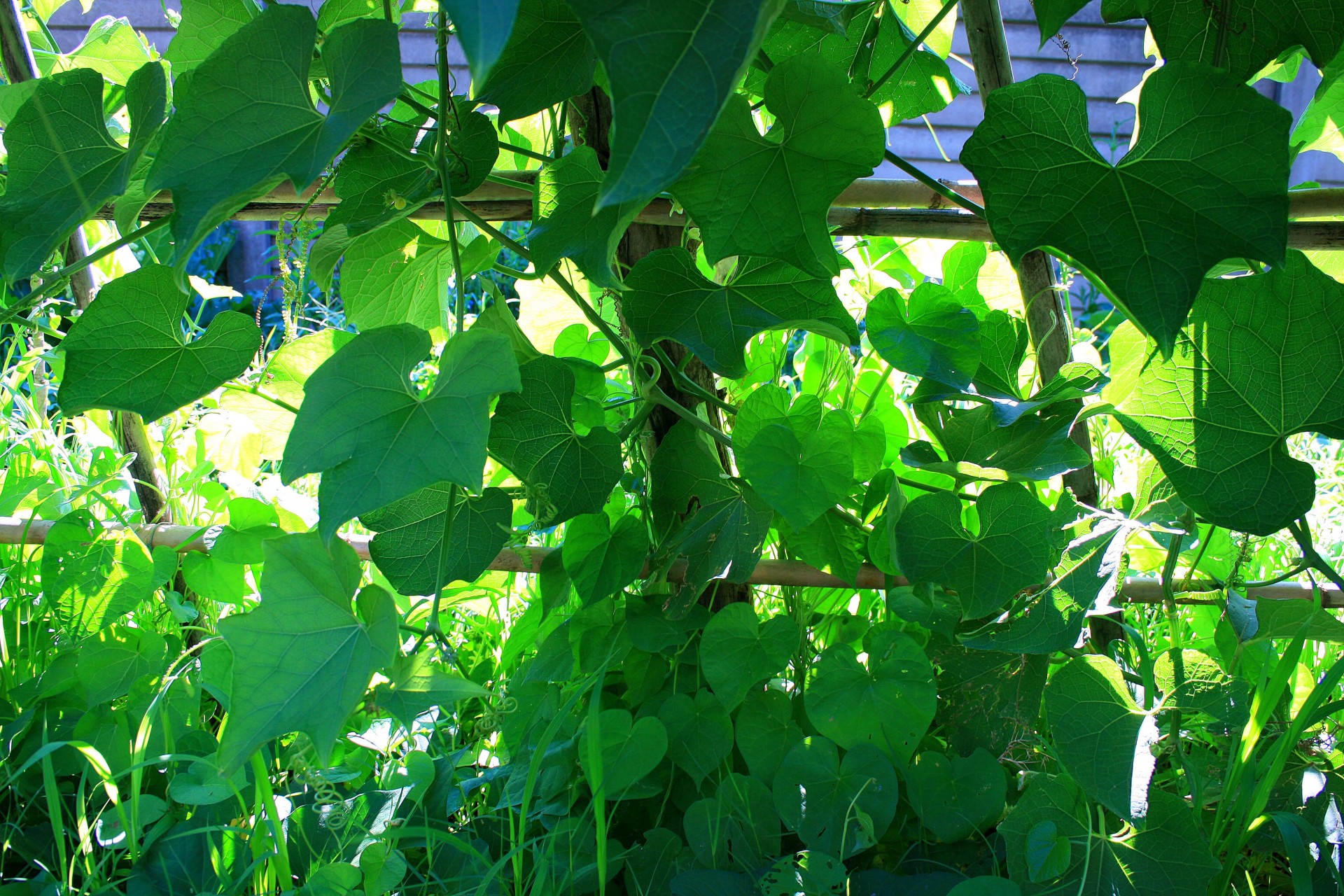 vines squash morning glory free photo