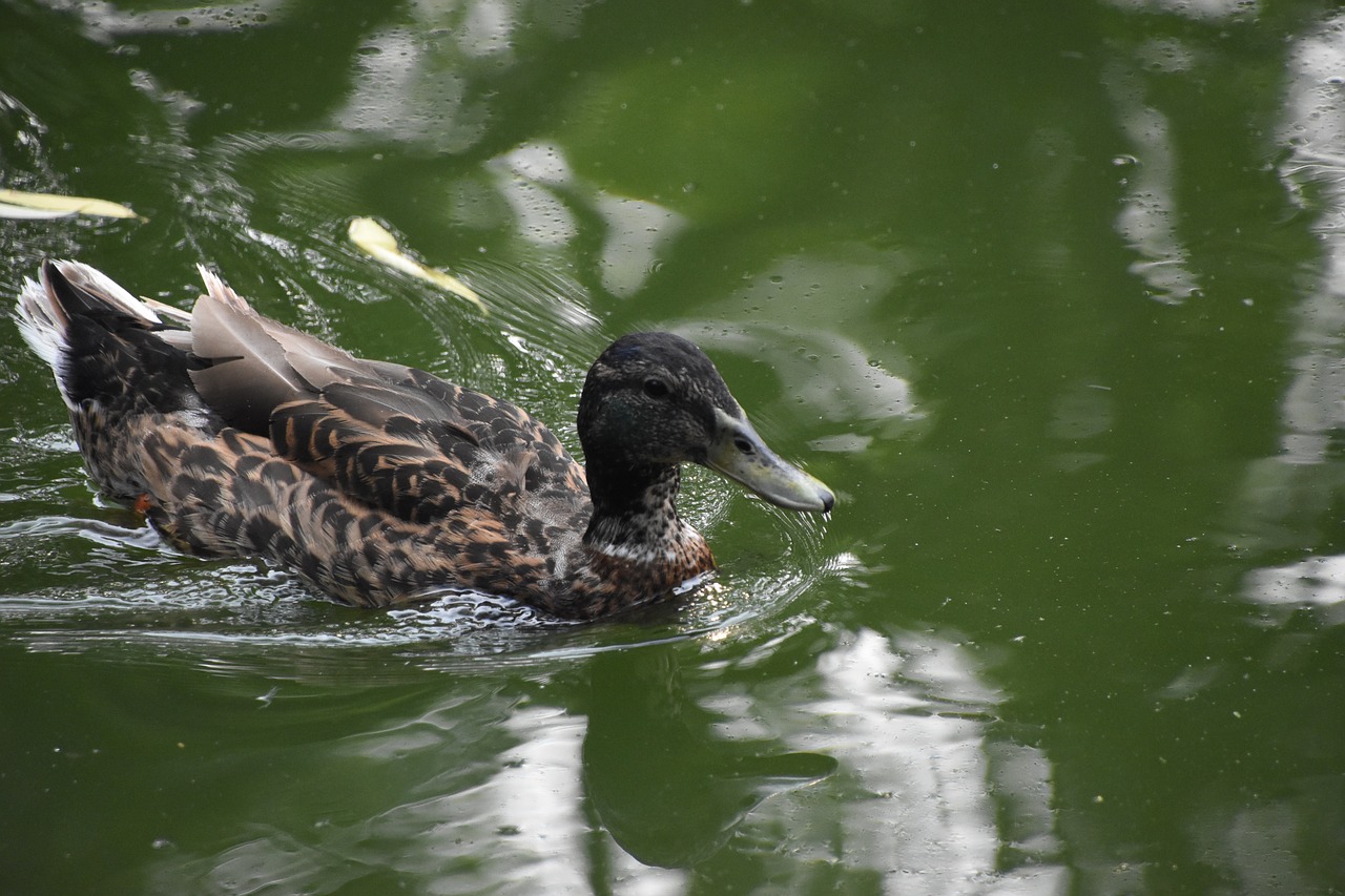 green water duck rapid free photo