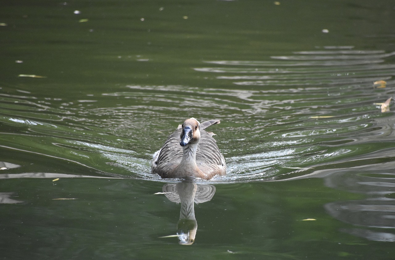 green water little duck waterfowl free photo