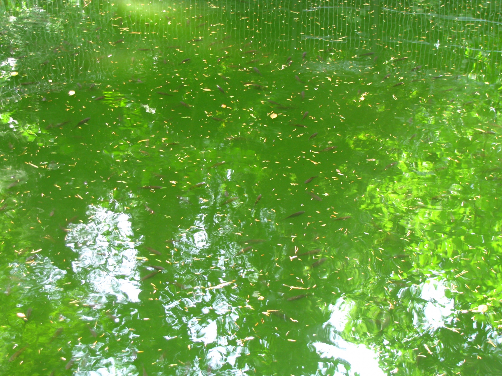 green water background free photo