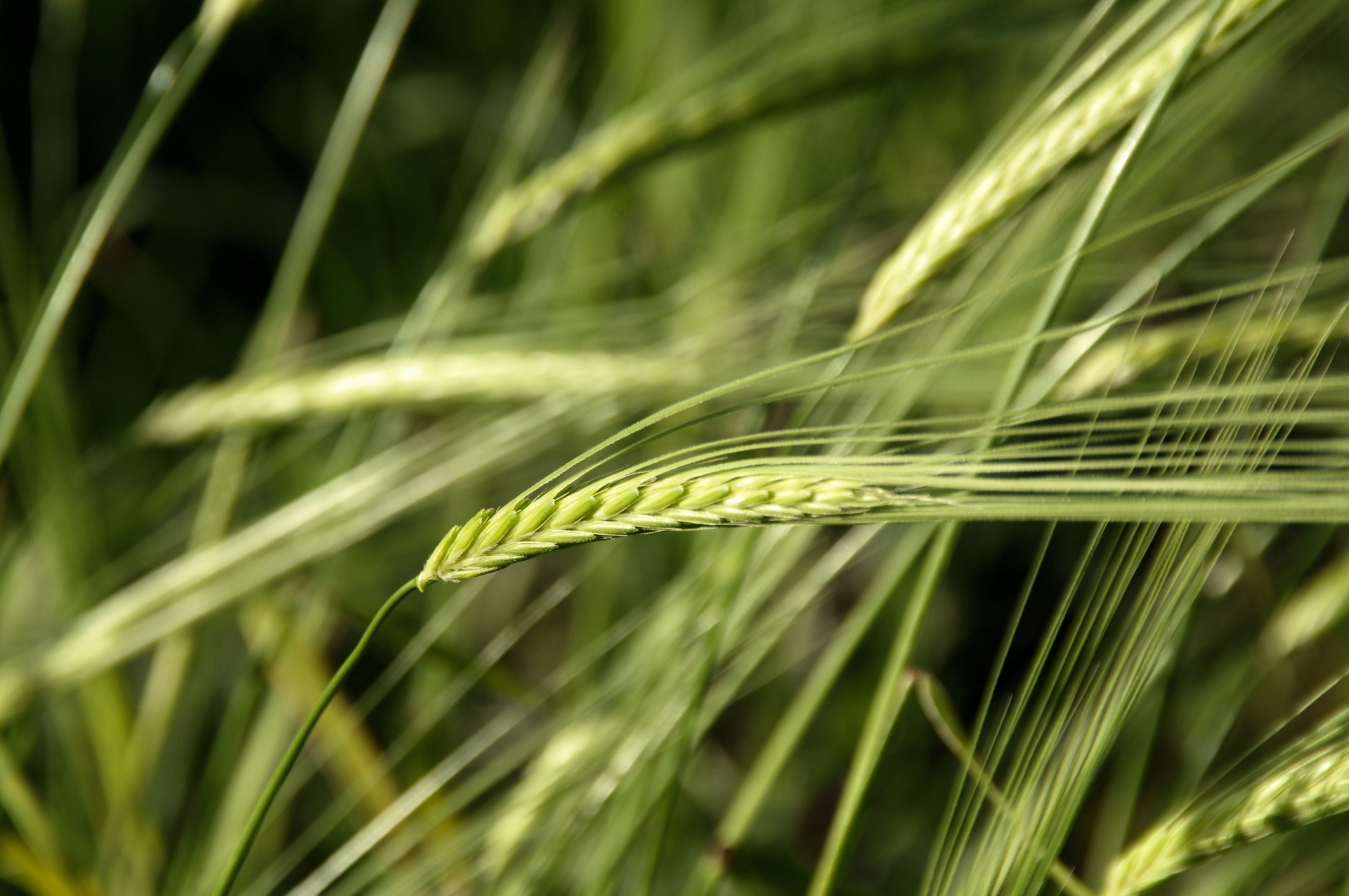 green wheat grow free photo