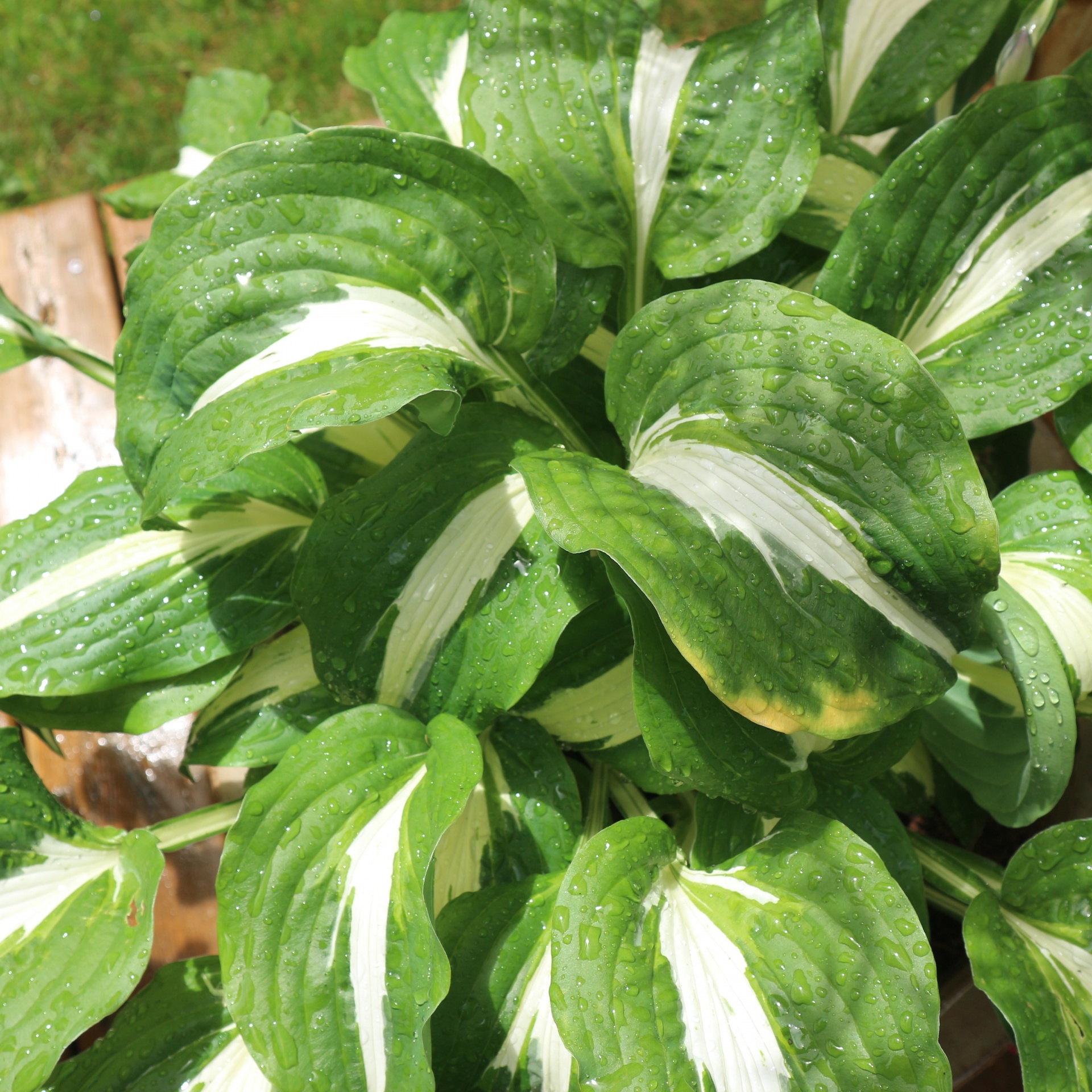 green white leaves free photo