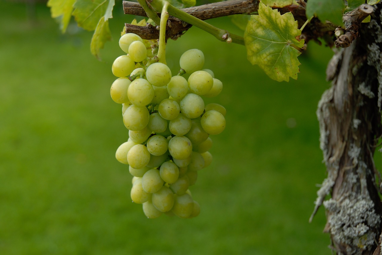 green wine ripe harvest free photo