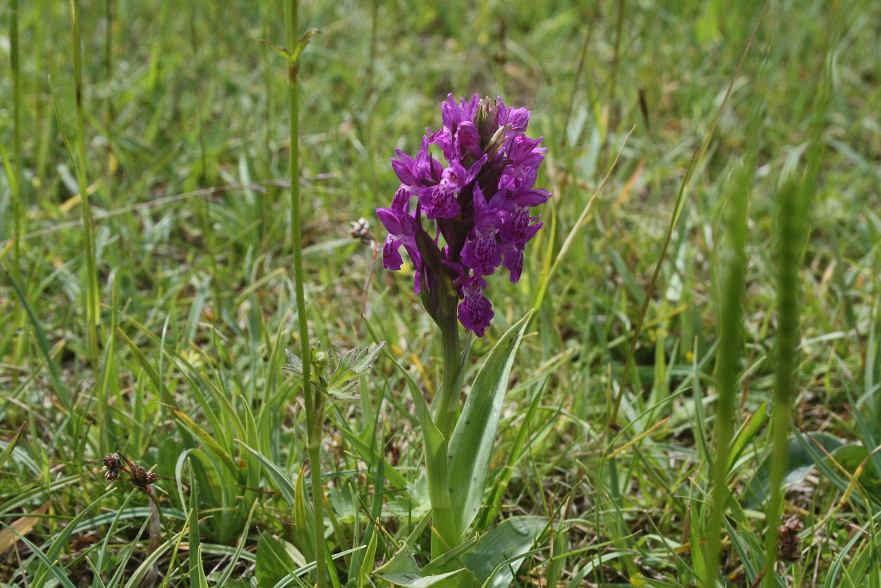 green-winged purple orchid free photo