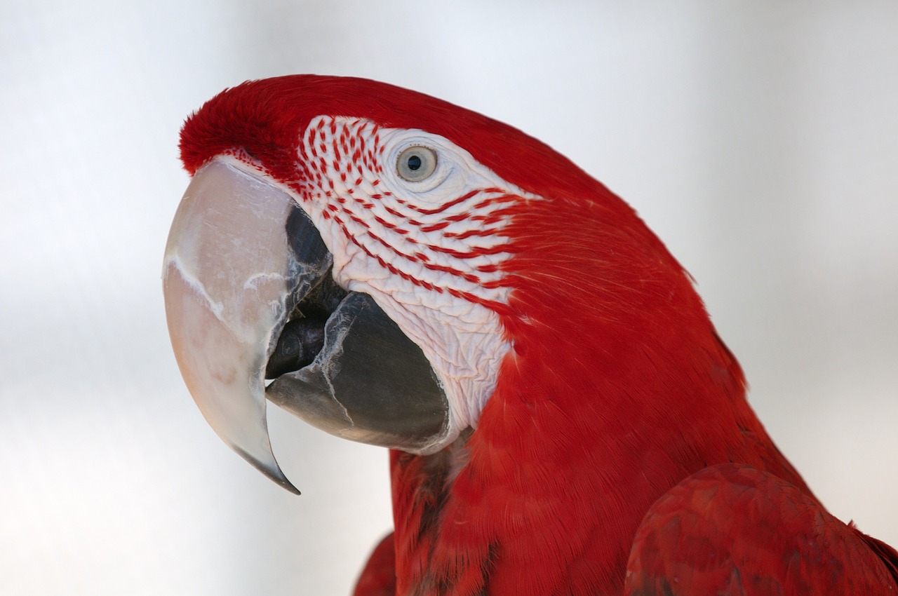 green winged macaw bird parrot free photo