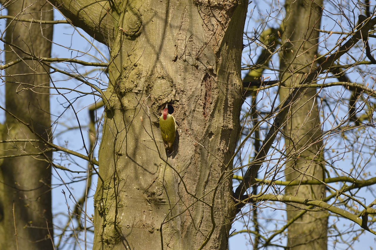 green woodpecker tree aesthetic free photo